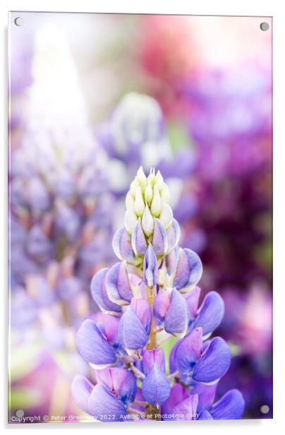 Riot Of Multi-Coloured Lupins At A Flower Festival Acrylic by Peter Greenway