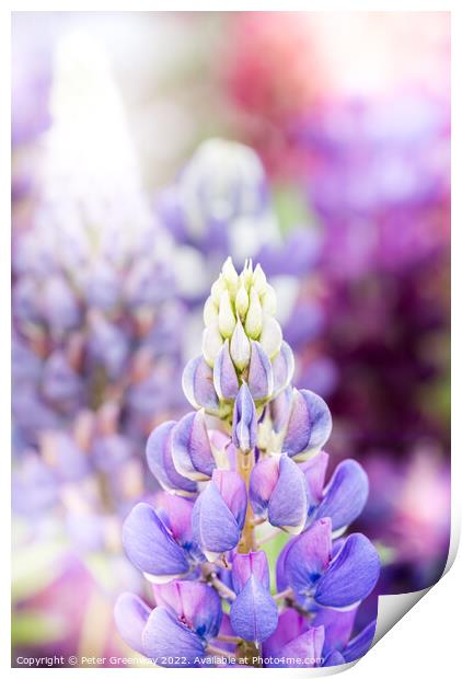 Riot Of Multi-Coloured Lupins At A Flower Festival Print by Peter Greenway
