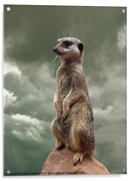 Meerkat - King of my World Acrylic by Susie Hawkins