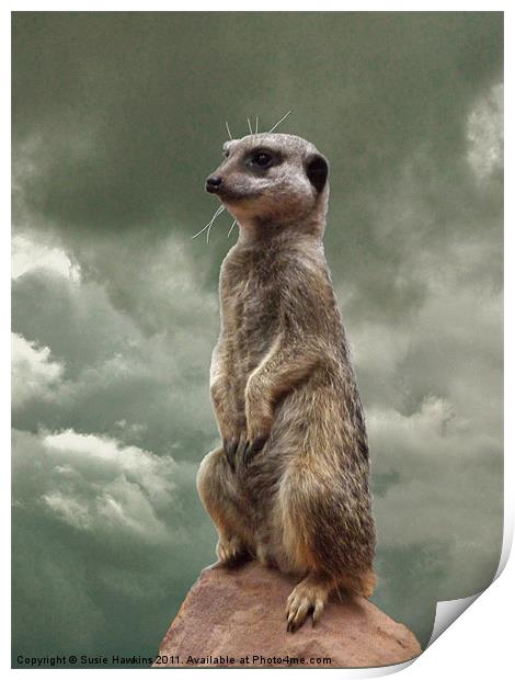 Meerkat - King of my World Print by Susie Hawkins