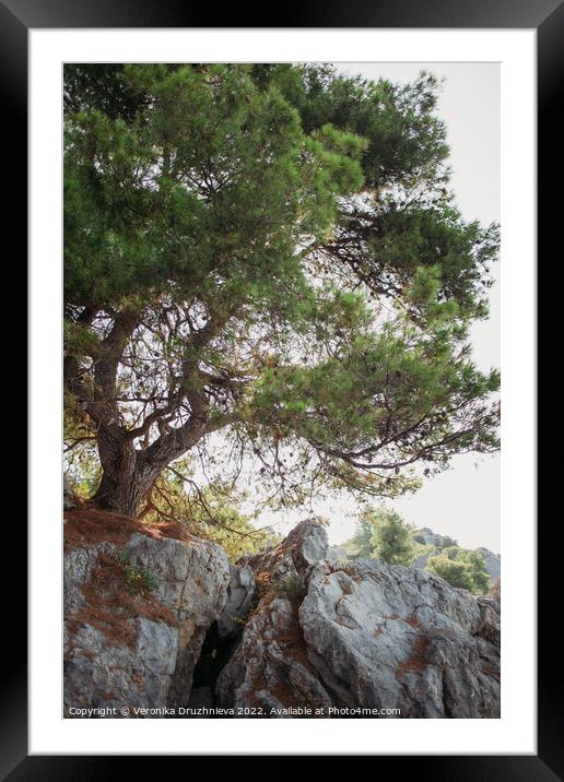 Plant tree. Loutra, Greece Framed Mounted Print by Veronika Druzhnieva