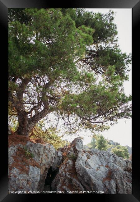 Plant tree. Loutra, Greece Framed Print by Veronika Druzhnieva