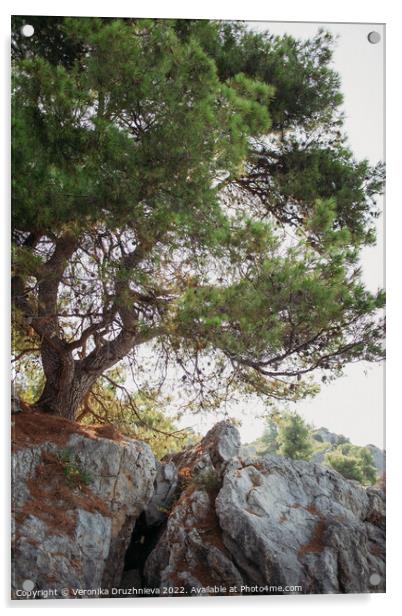 Plant tree. Loutra, Greece Acrylic by Veronika Druzhnieva
