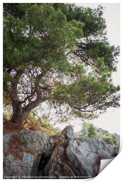 Plant tree. Loutra, Greece Print by Veronika Druzhnieva