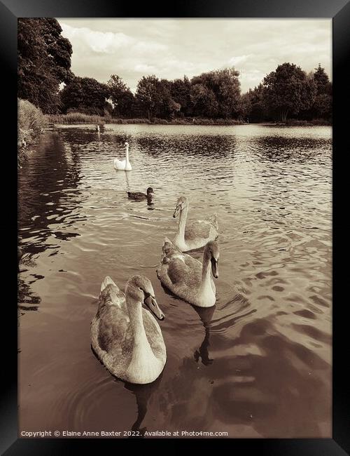 Family of Swans Framed Print by Elaine Anne Baxter