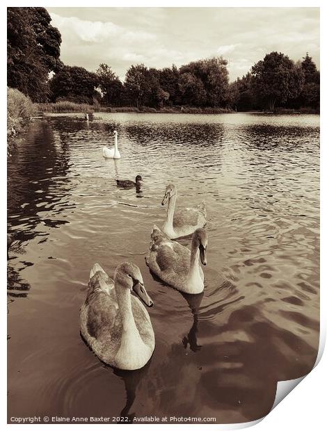 Family of Swans Print by Elaine Anne Baxter