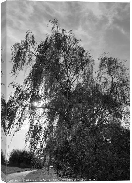 Sunlight through a Willow Tree Canvas Print by Elaine Anne Baxter