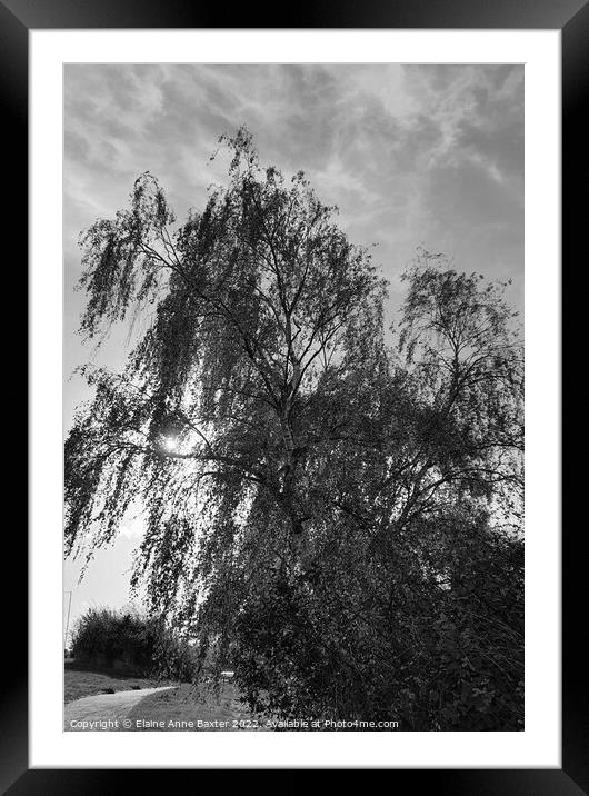 Sunlight through a Willow Tree Framed Mounted Print by Elaine Anne Baxter