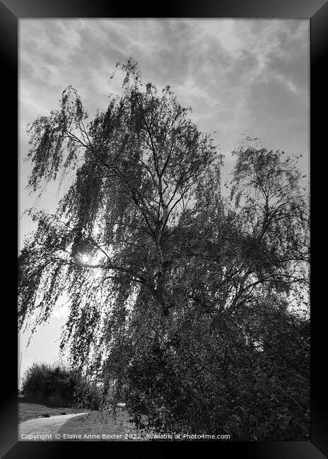 Sunlight through a Willow Tree Framed Print by Elaine Anne Baxter