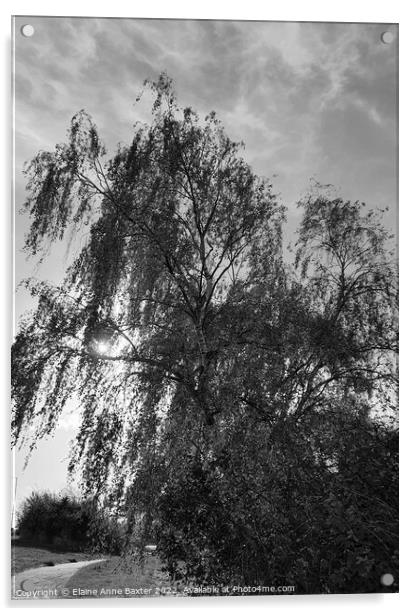 Sunlight through a Willow Tree Acrylic by Elaine Anne Baxter