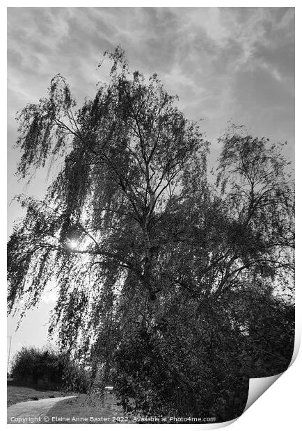 Sunlight through a Willow Tree Print by Elaine Anne Baxter