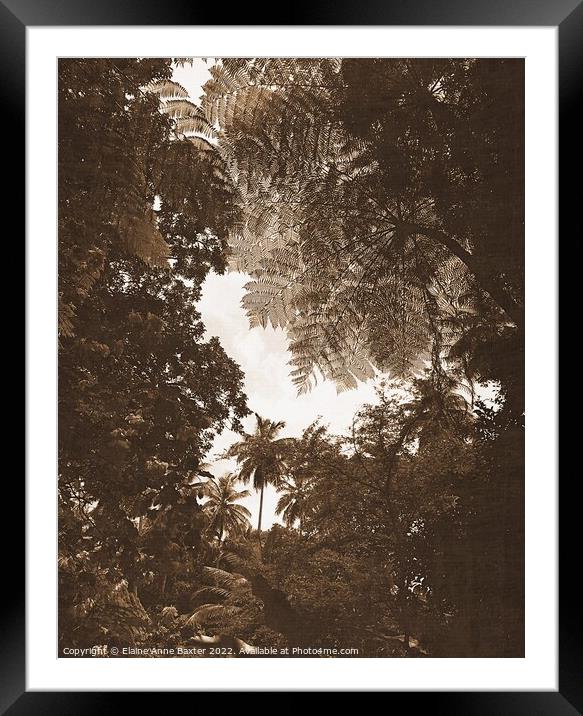 Rainforest Tree Canopy Framed Mounted Print by Elaine Anne Baxter