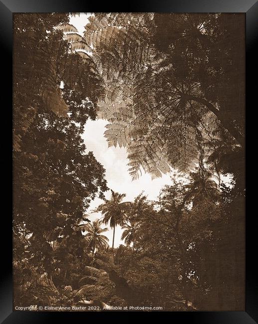Rainforest Tree Canopy Framed Print by Elaine Anne Baxter