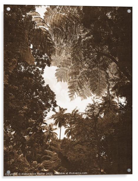 Rainforest Tree Canopy Acrylic by Elaine Anne Baxter