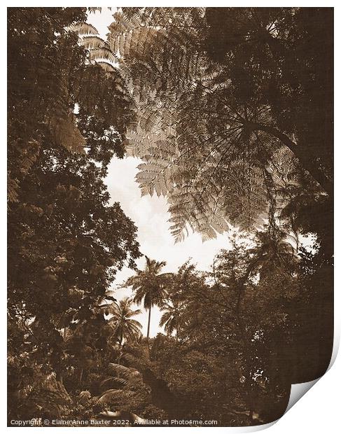 Rainforest Tree Canopy Print by Elaine Anne Baxter