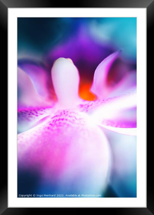 The mouth of an orchid closeup Framed Mounted Print by Ingo Menhard