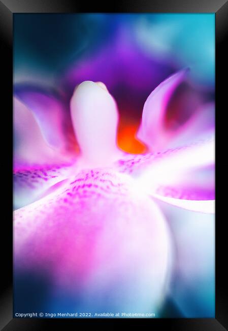 The mouth of an orchid closeup Framed Print by Ingo Menhard