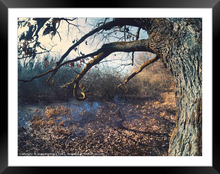 The swamp at the waterer's lake Framed Mounted Print by Ingo Menhard
