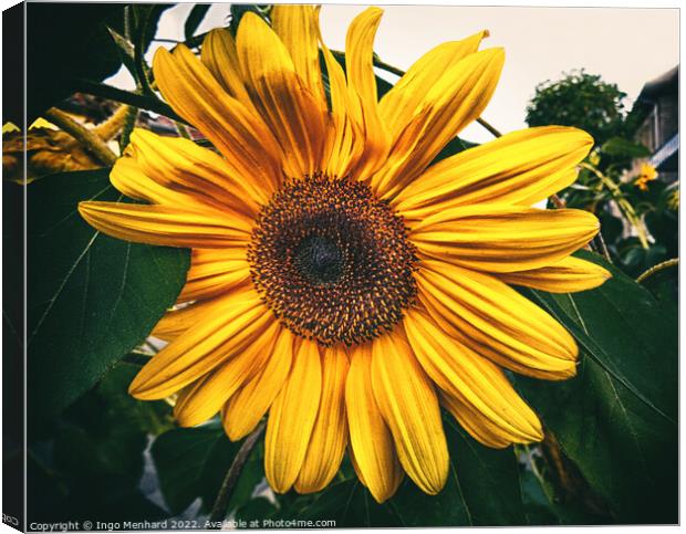 Last sunflower in autumn Canvas Print by Ingo Menhard