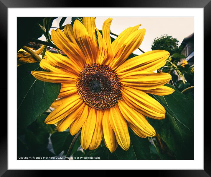 Last sunflower in autumn Framed Mounted Print by Ingo Menhard