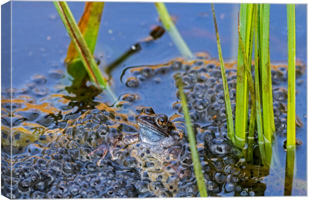 Brown Frog Among Frogspawn in Springtime Canvas Print by Arterra 