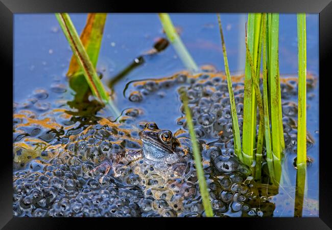 Brown Frog Among Frogspawn in Springtime Framed Print by Arterra 