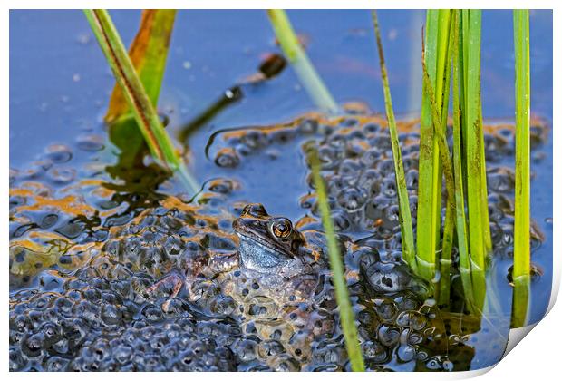 Brown Frog Among Frogspawn in Springtime Print by Arterra 