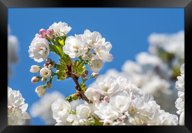 Japanese Cherry Tree Blossoming Framed Print by Arterra 