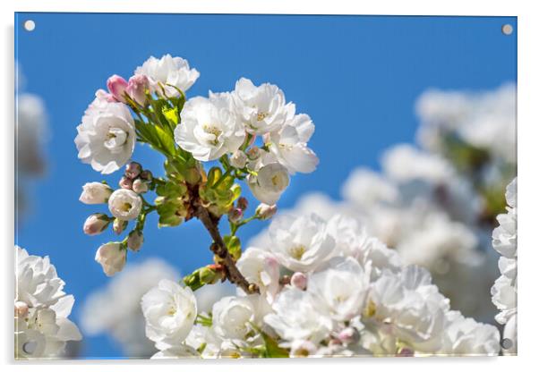 Japanese Cherry Tree Blossoming Acrylic by Arterra 