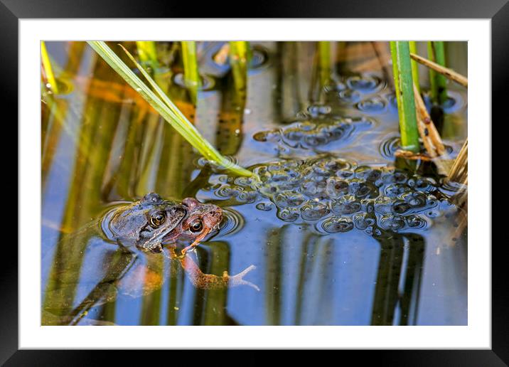 Couple of Brown Frogs in Springtime Framed Mounted Print by Arterra 