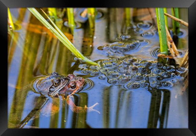 Couple of Brown Frogs in Springtime Framed Print by Arterra 
