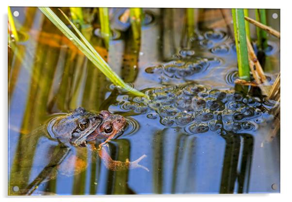 Couple of Brown Frogs in Springtime Acrylic by Arterra 