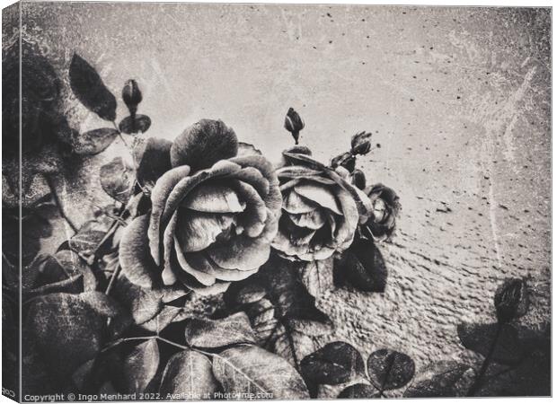 A family of roses Canvas Print by Ingo Menhard