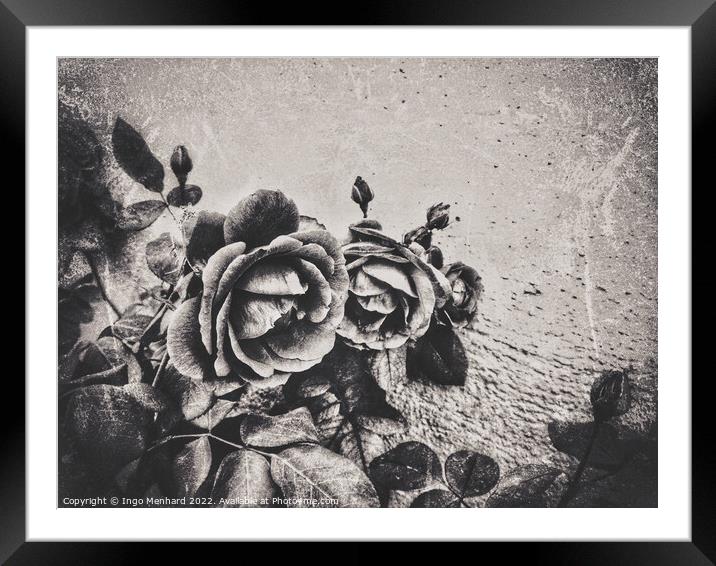 A family of roses Framed Mounted Print by Ingo Menhard