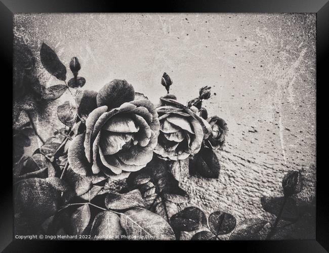 A family of roses Framed Print by Ingo Menhard