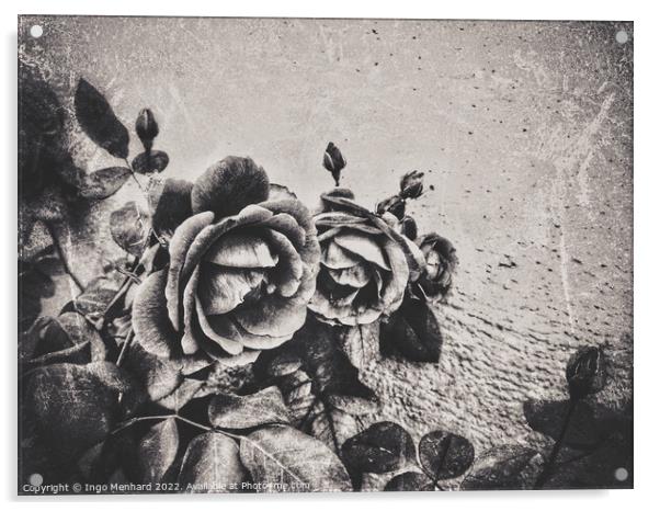 A family of roses Acrylic by Ingo Menhard