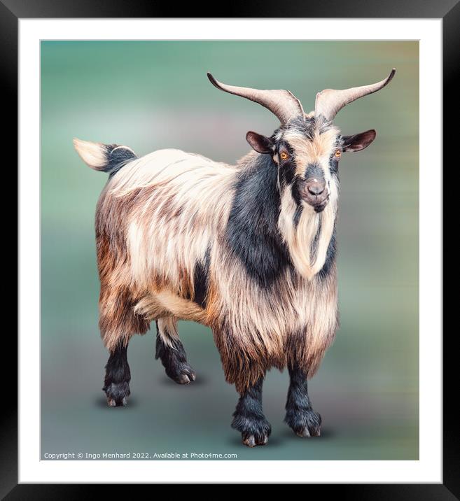 Mister Goat Framed Mounted Print by Ingo Menhard