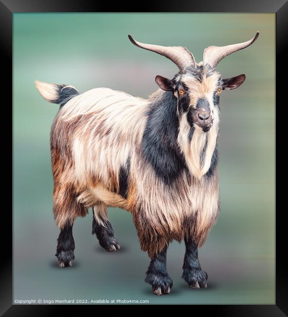 Mister Goat Framed Print by Ingo Menhard