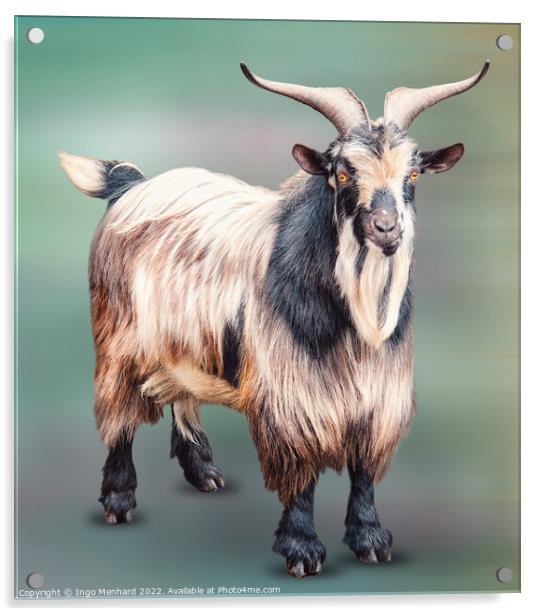 Mister Goat Acrylic by Ingo Menhard