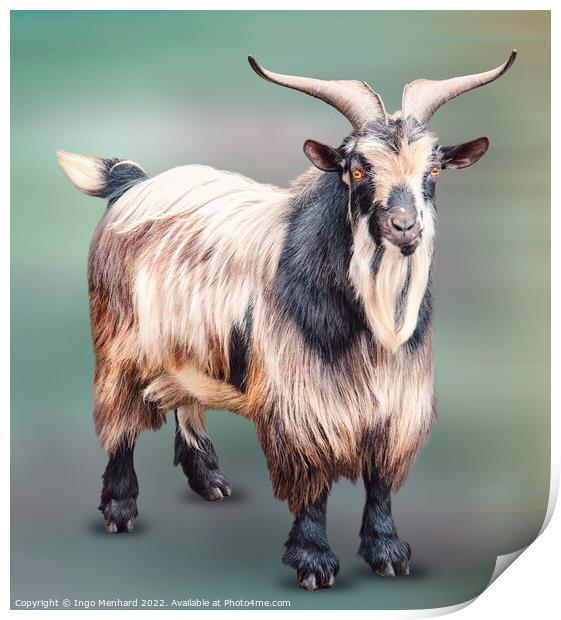 Mister Goat Print by Ingo Menhard