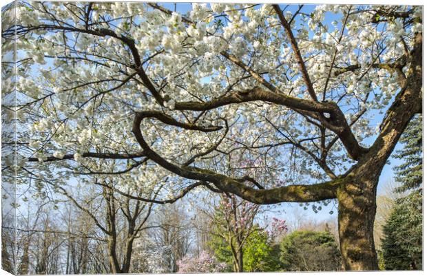 Japanese Cherry Tree in Springtime Canvas Print by Arterra 