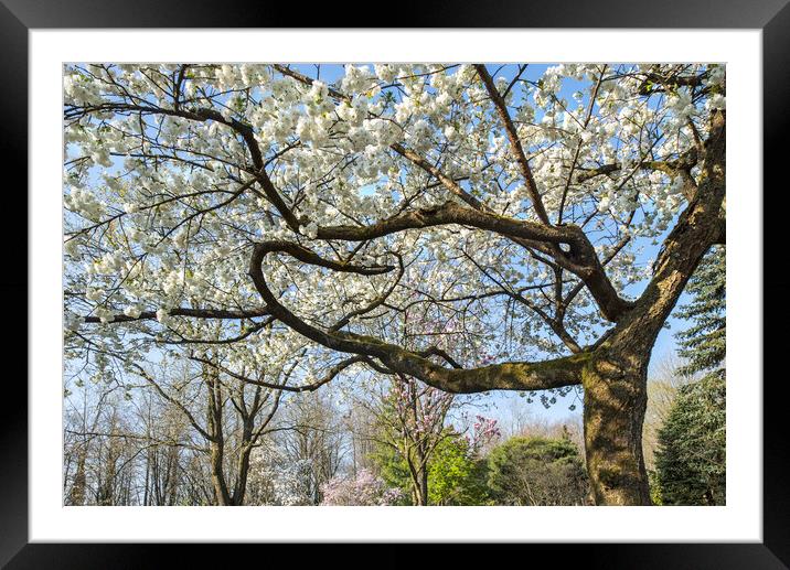 Japanese Cherry Tree in Springtime Framed Mounted Print by Arterra 