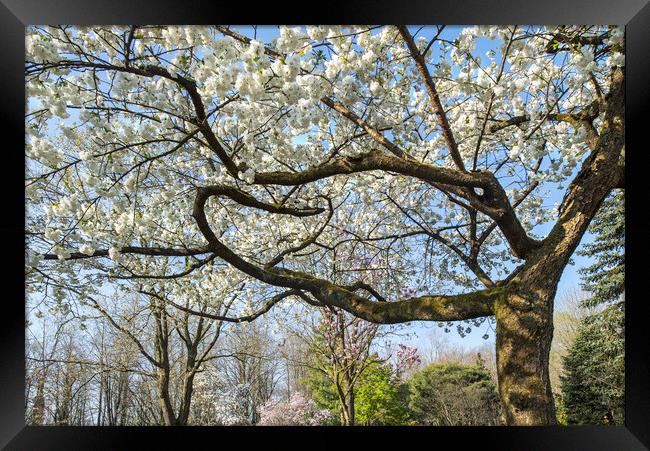 Japanese Cherry Tree in Springtime Framed Print by Arterra 