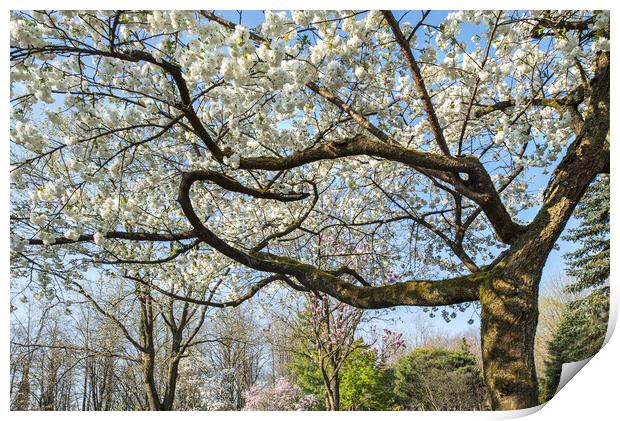 Japanese Cherry Tree in Springtime Print by Arterra 