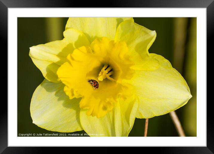 Ladybird enjoying the Daffodil Framed Mounted Print by Julie Tattersfield