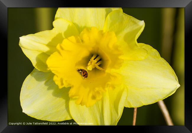 Ladybird enjoying the Daffodil Framed Print by Julie Tattersfield