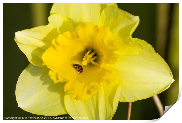 Ladybird enjoying the Daffodil Print by Julie Tattersfield