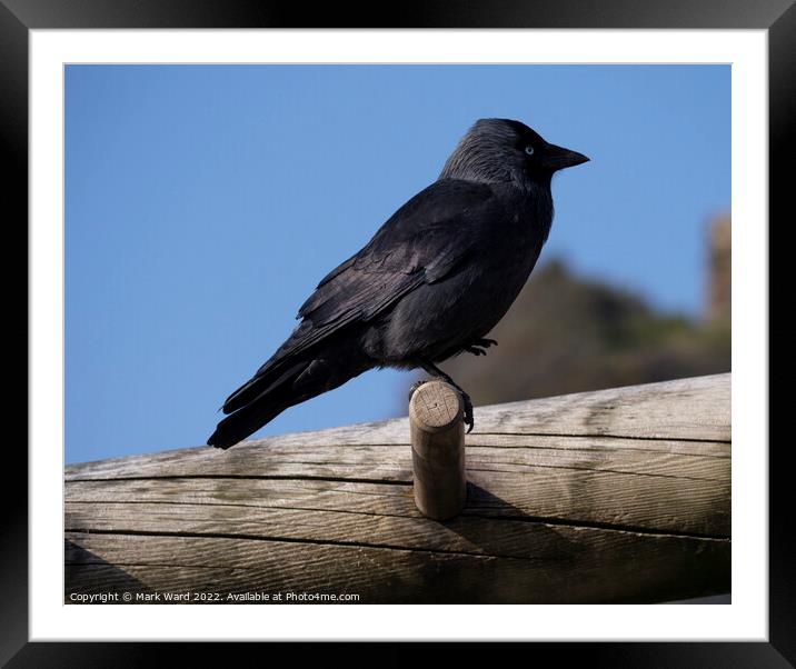 Jackdaw at the Seaside. Framed Mounted Print by Mark Ward