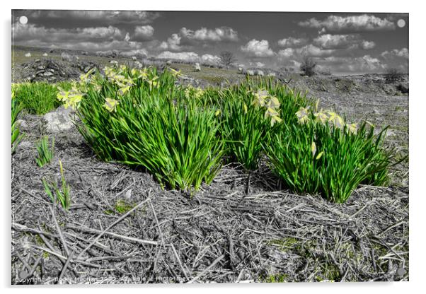 Serene Monochrome Daffodils Acrylic by Roger Mechan