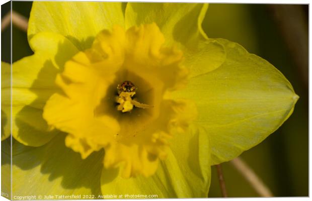 Ladybird bathing in nectar  from the Daffodil Canvas Print by Julie Tattersfield